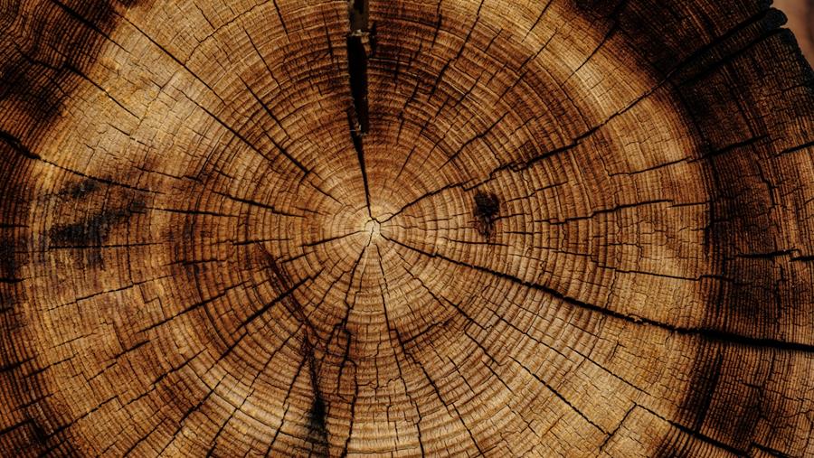 Anatomie van het hout